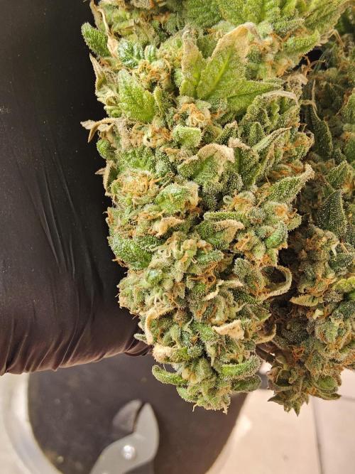 A Kannabian Sunset. Week 17
