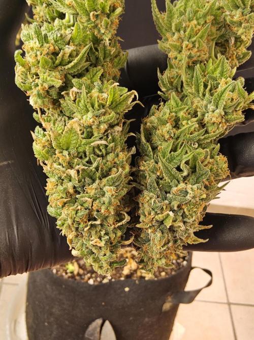 A Kannabian Sunset. Week 17