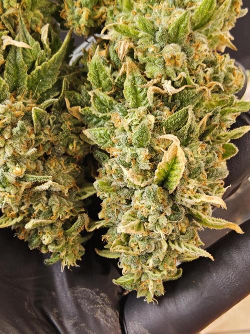 A Kannabian Sunset. Week 17