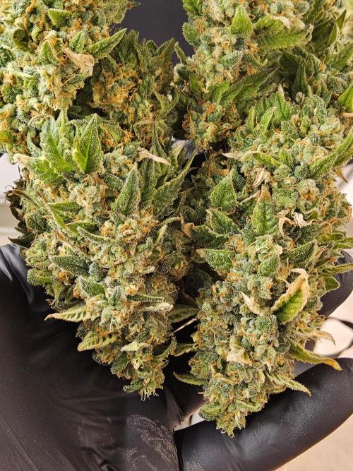 A Kannabian Sunset. Week 17