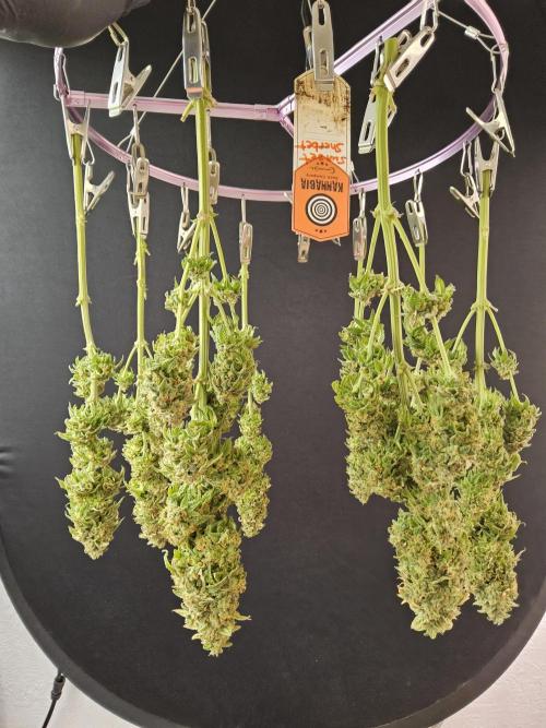 A Kannabian Sunset. Week 17