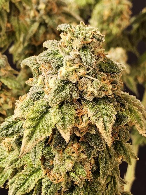 A Kannabian Sunset. Week 17