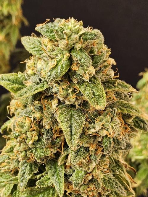 A Kannabian Sunset. Week 17