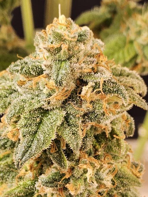 A Kannabian Sunset. Week 17