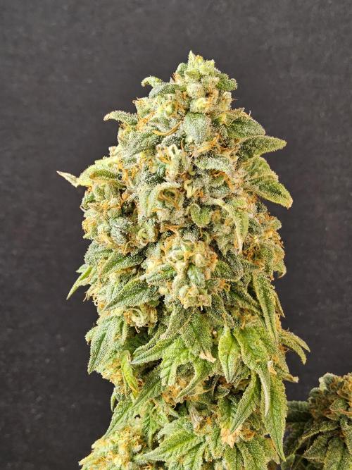 A Kannabian Sunset. Week 17