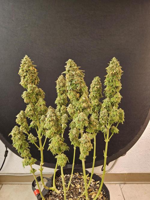 A Kannabian Sunset. Week 17