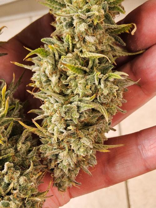 #4 Original. Week 17