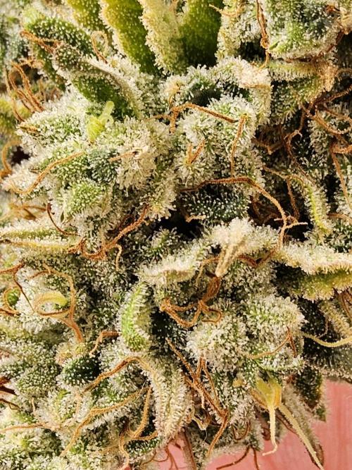 GG4 Original Glue. Week 17