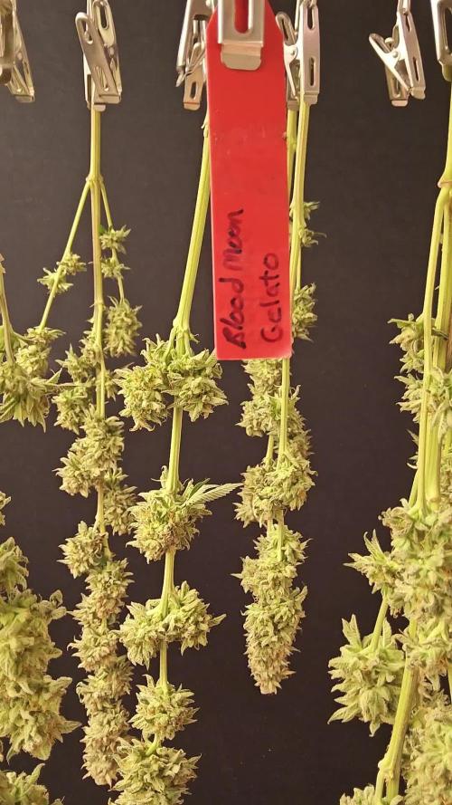Seedsman Blood