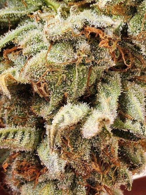 Seedsman Blood. Week 17
