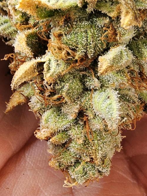 Seedsman Blood. Week 17