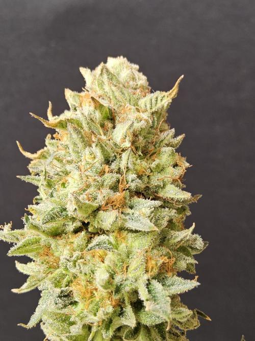 Seedsman Blood. Week 17