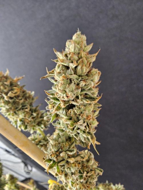 Seedsman Blood. Week 17