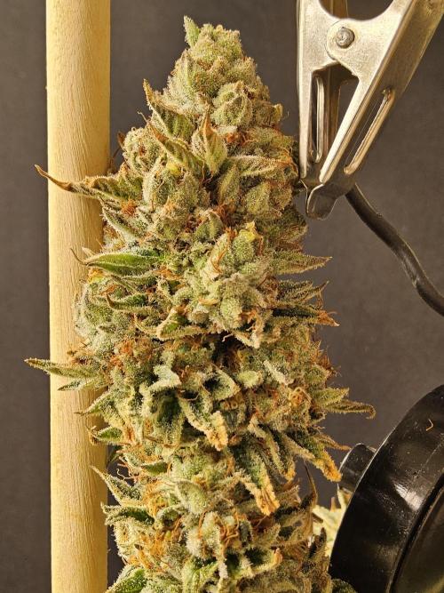 Seedsman Blood. Week 17