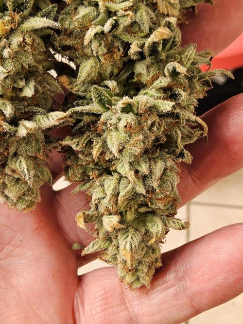 Seedsman Blood. Week 17