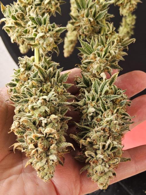 Seedsman Blood. Week 17