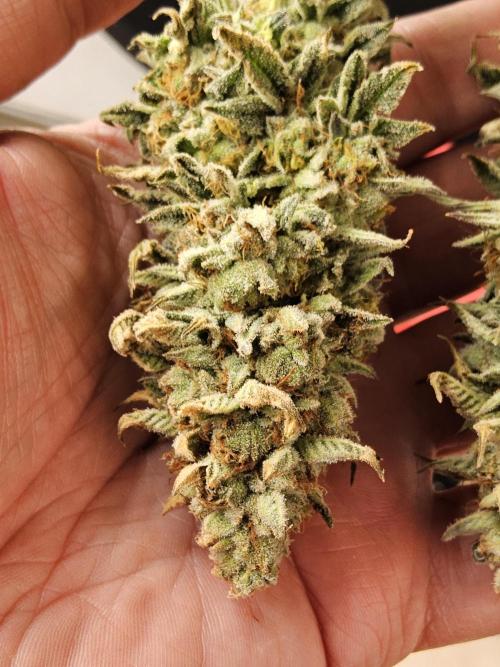 Seedsman Blood. Week 17