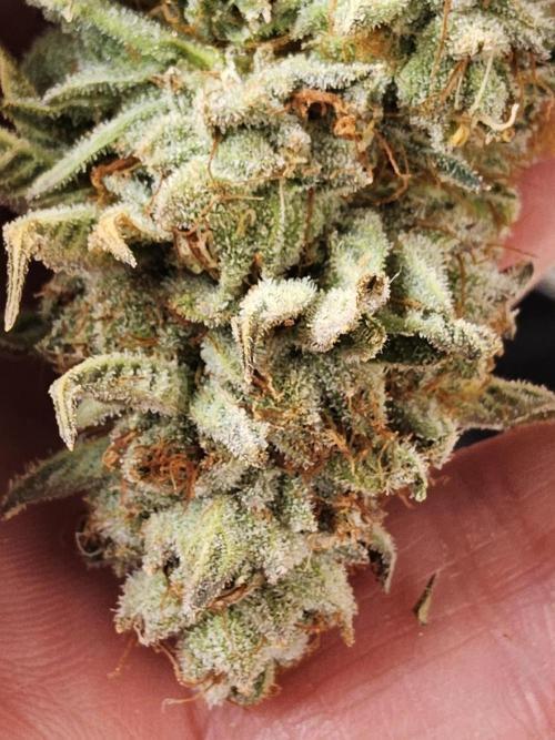 Seedsman Blood. Week 17