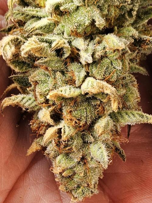 Seedsman Blood. Week 17