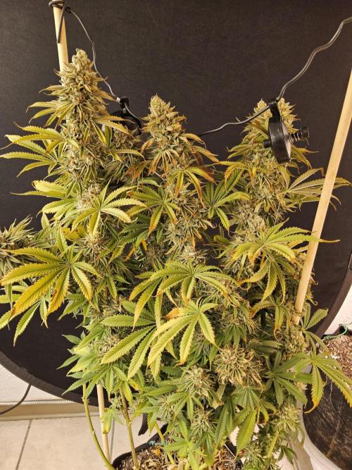 Seedsman Blood. Week 17