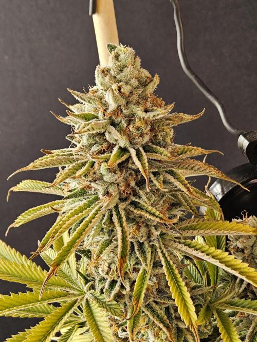Seedsman Blood. Week 17