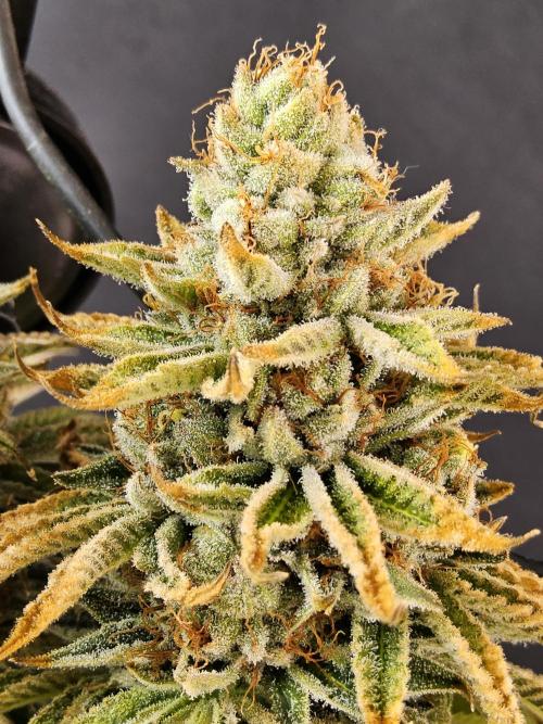 Seedsman Blood. Week 17
