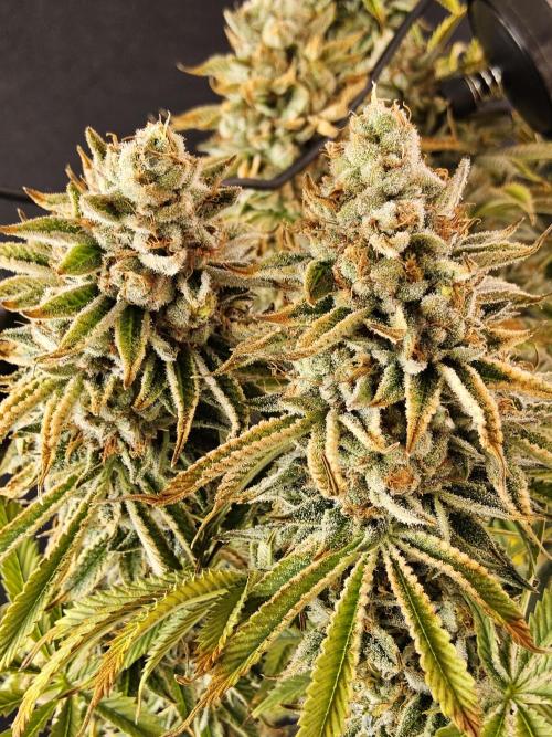Seedsman Blood. Week 17