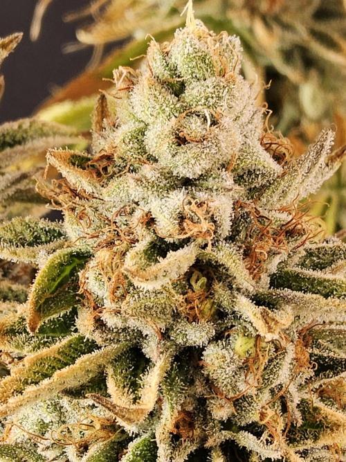Seedsman Blood. Week 17