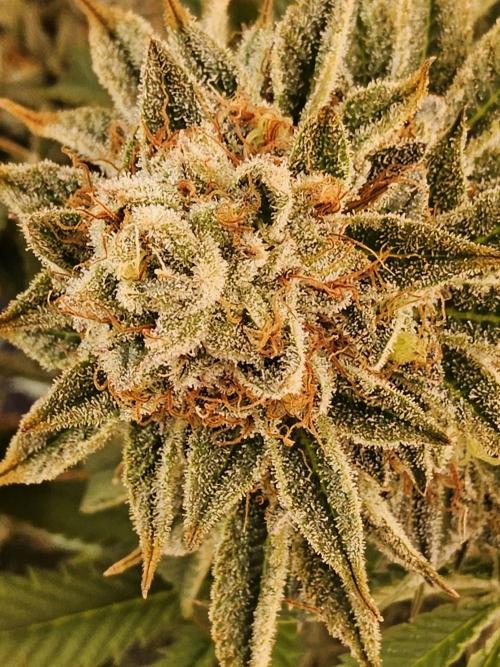 Seedsman Blood. Week 17