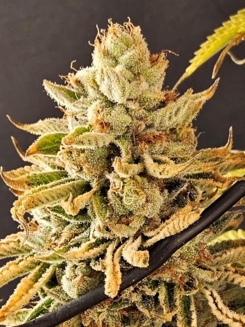 Seedsman Blood. Week 17