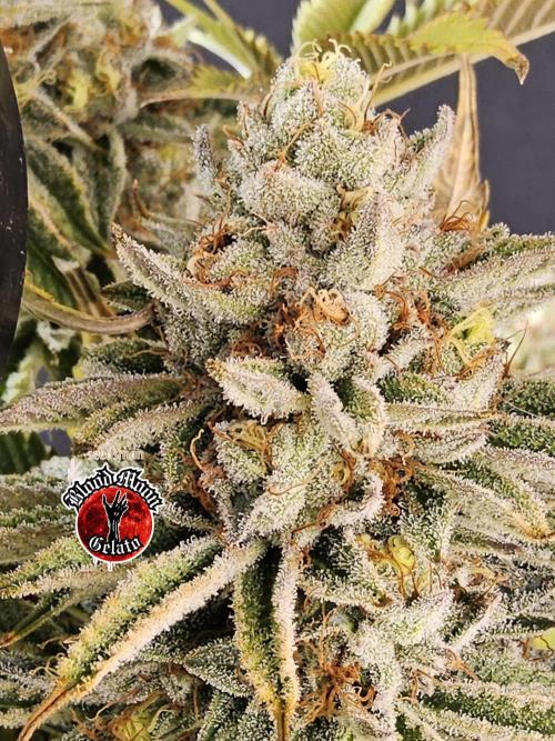 Seedsman Blood. Week 17