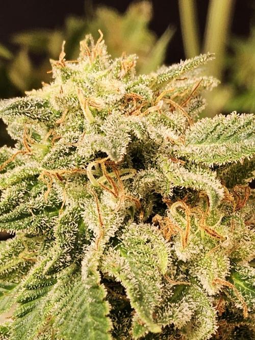 Cheese XXL. Week 17