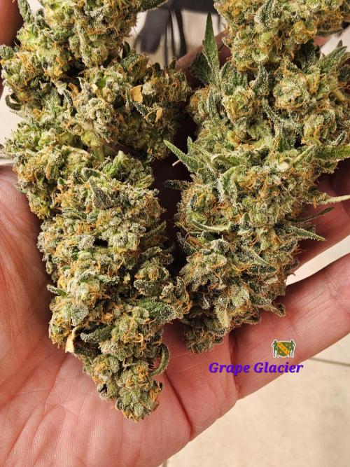 Grape Glacier. Week 16