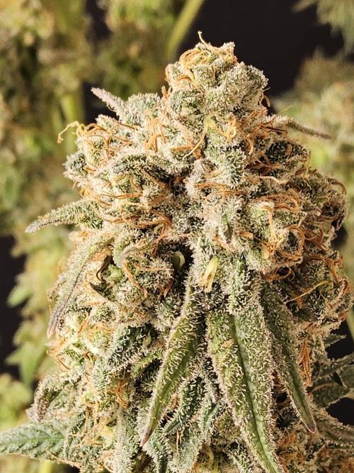 Grape Glacier. Week 16