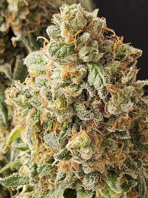 Grape Glacier. Week 16
