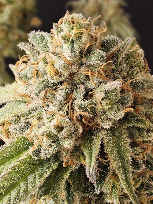 Grape Glacier. Week 16