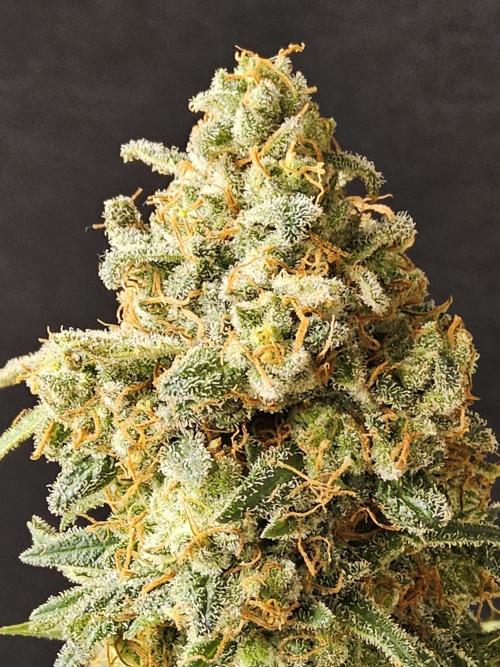 Grape Glacier. Week 16