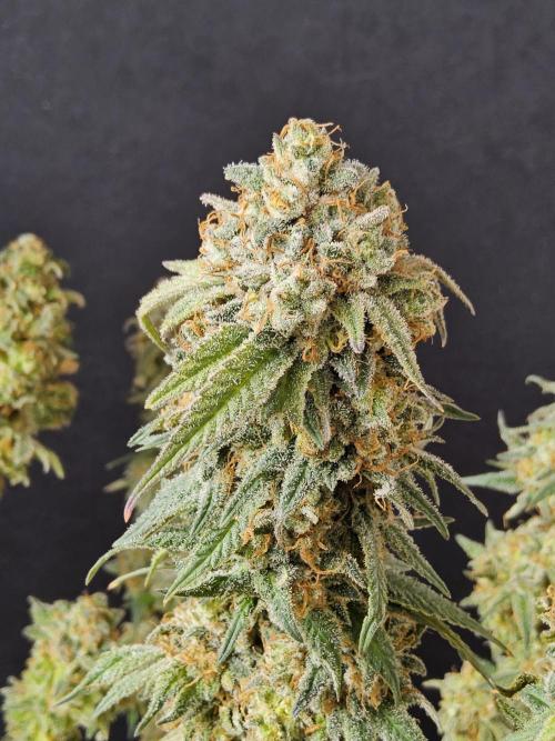 Grape Glacier. Week 16
