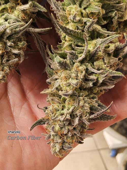MSNL Fiber. Week 18