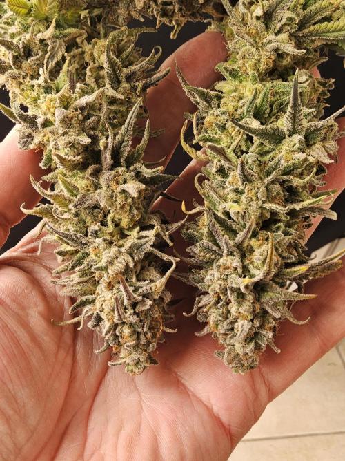 MSNL Fiber. Week 18