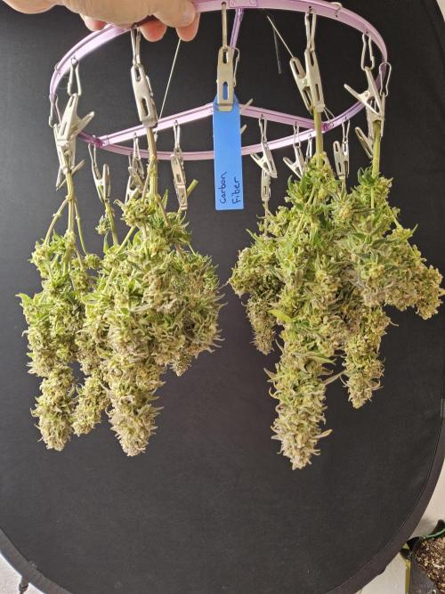MSNL Fiber. Week 18