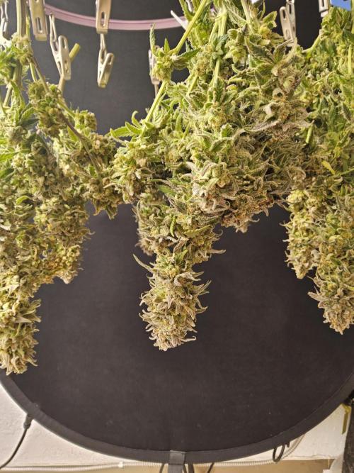 MSNL Fiber. Week 18