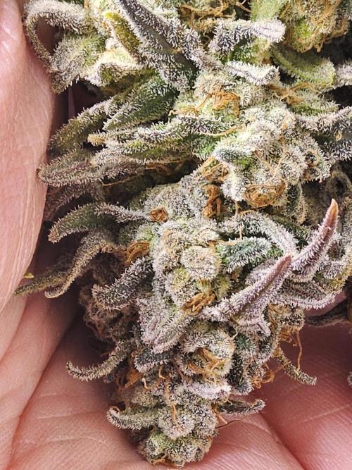 MSNL Fiber. Week 18