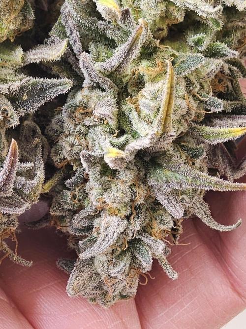 MSNL Fiber. Week 18
