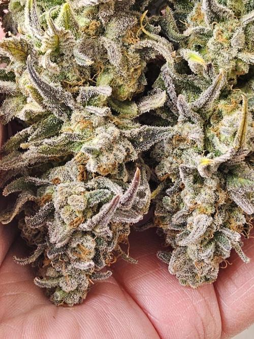 MSNL Fiber. Week 18