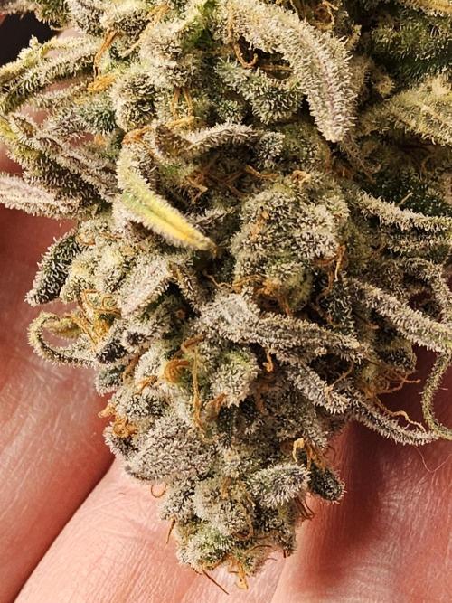 MSNL Fiber. Week 18