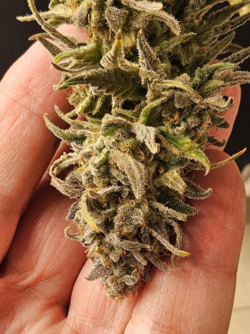 MSNL Fiber. Week 18