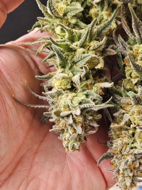 MSNL Fiber. Week 18