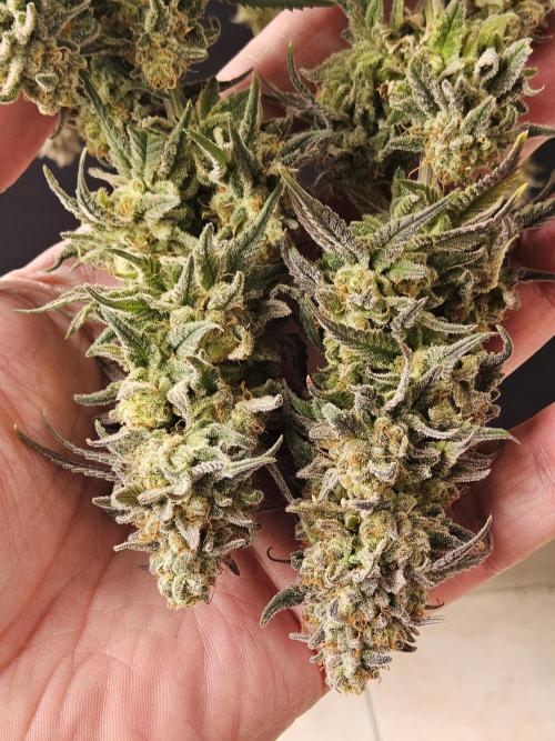 MSNL Fiber. Week 18