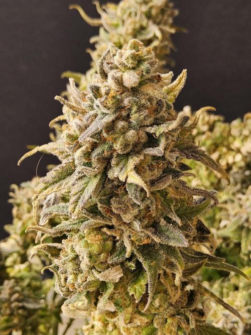MSNL Fiber. Week 18